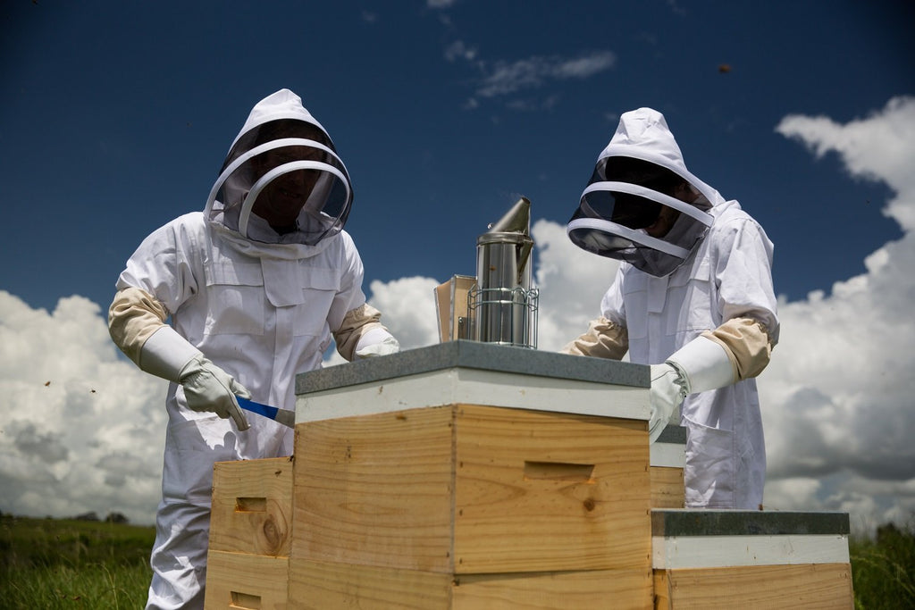 It's March: The Beekeepers' Busy Season